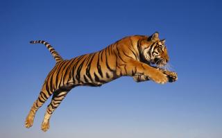 Tigers Property Management & Development